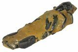 Fossil Mud Lobster (Thalassina) - Australia #109298-3
